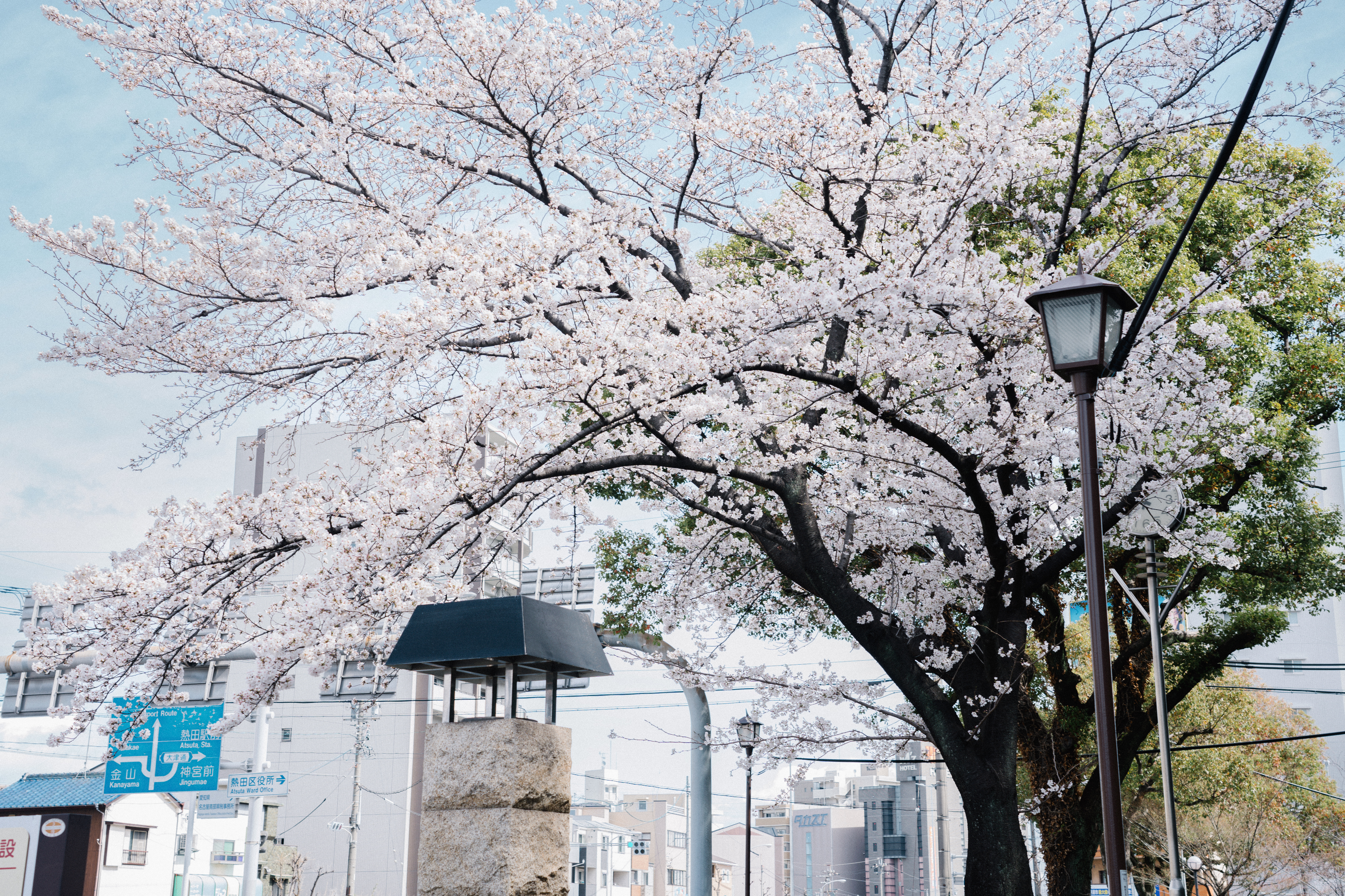 地铁站樱花