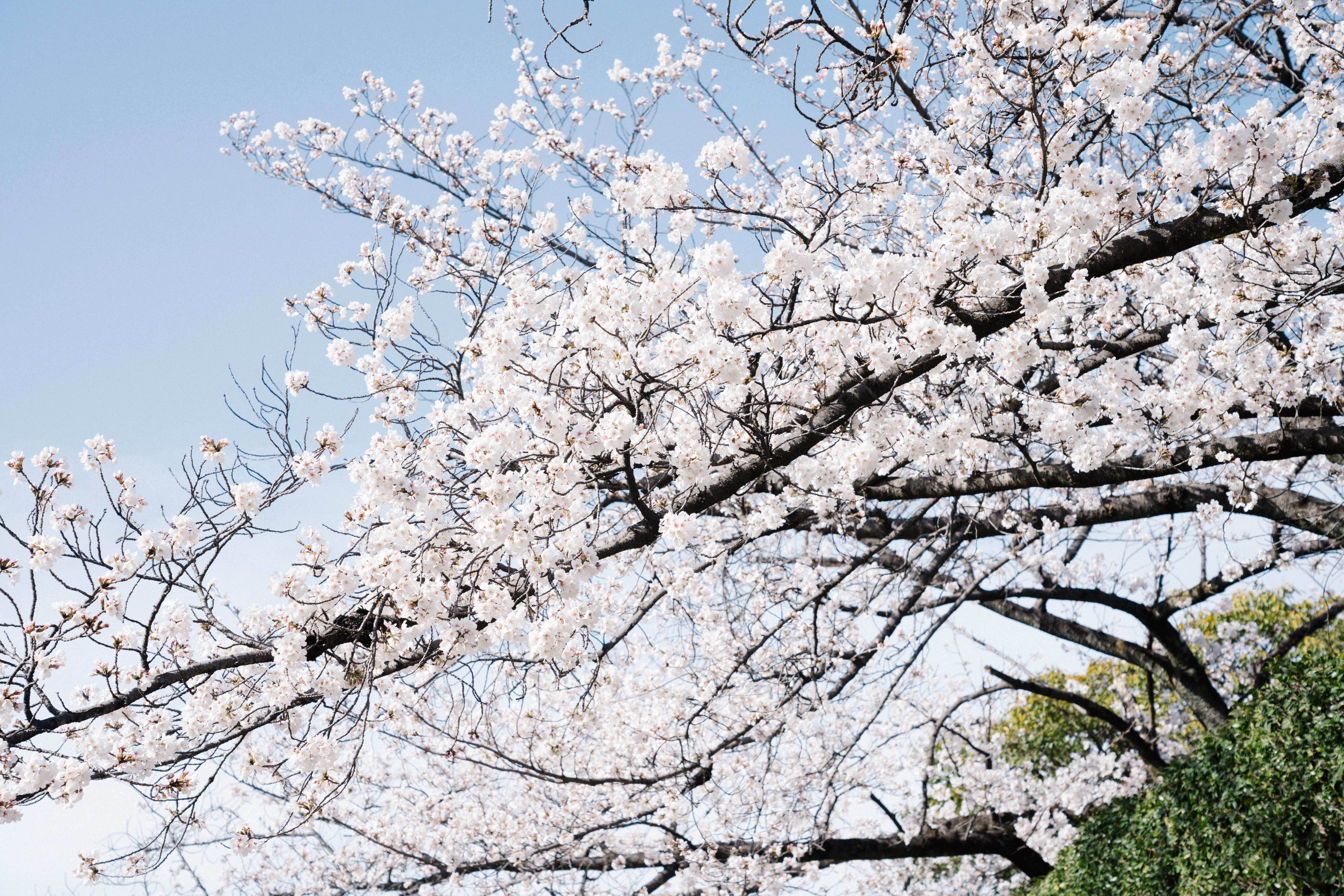 樱花1