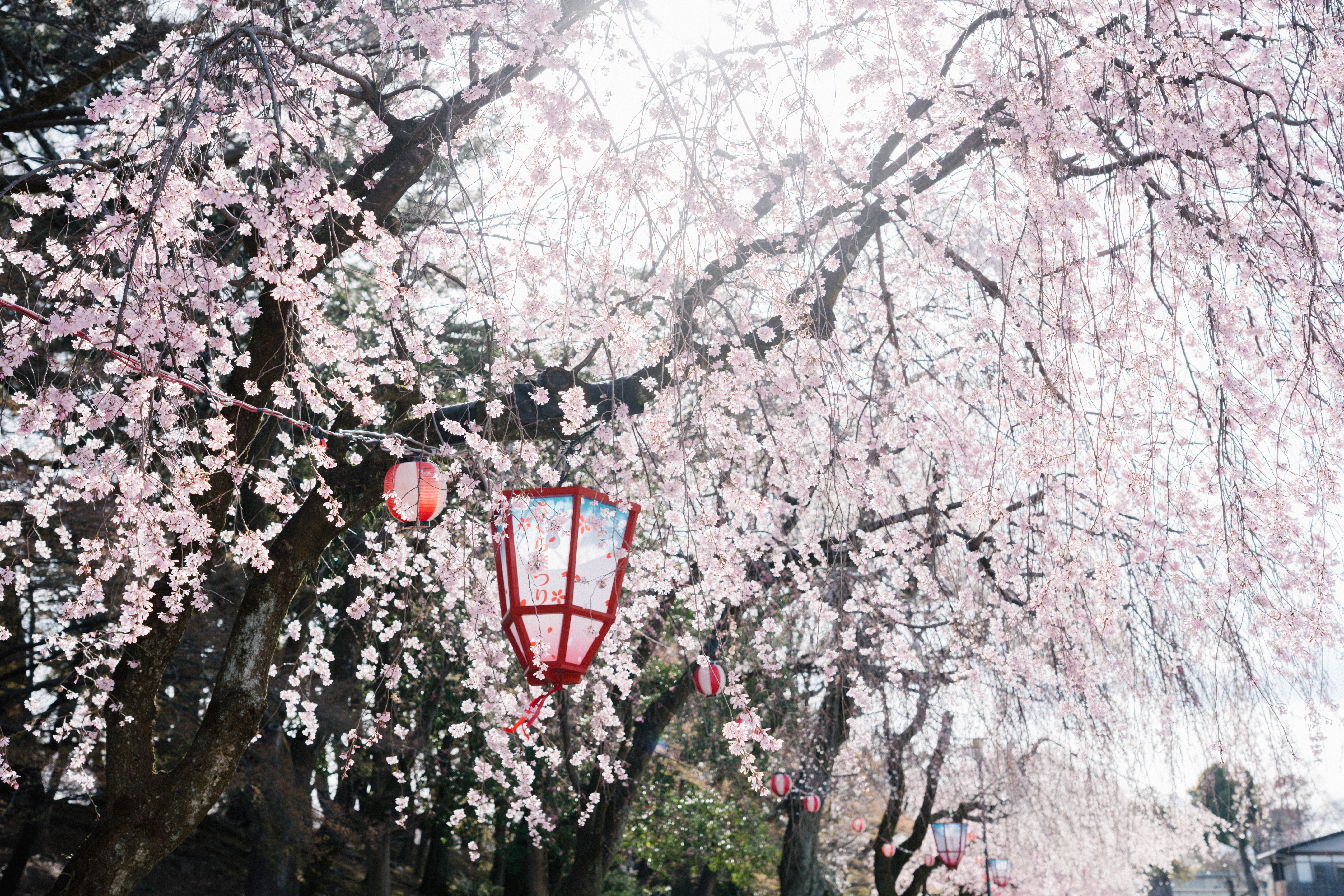 樱花4