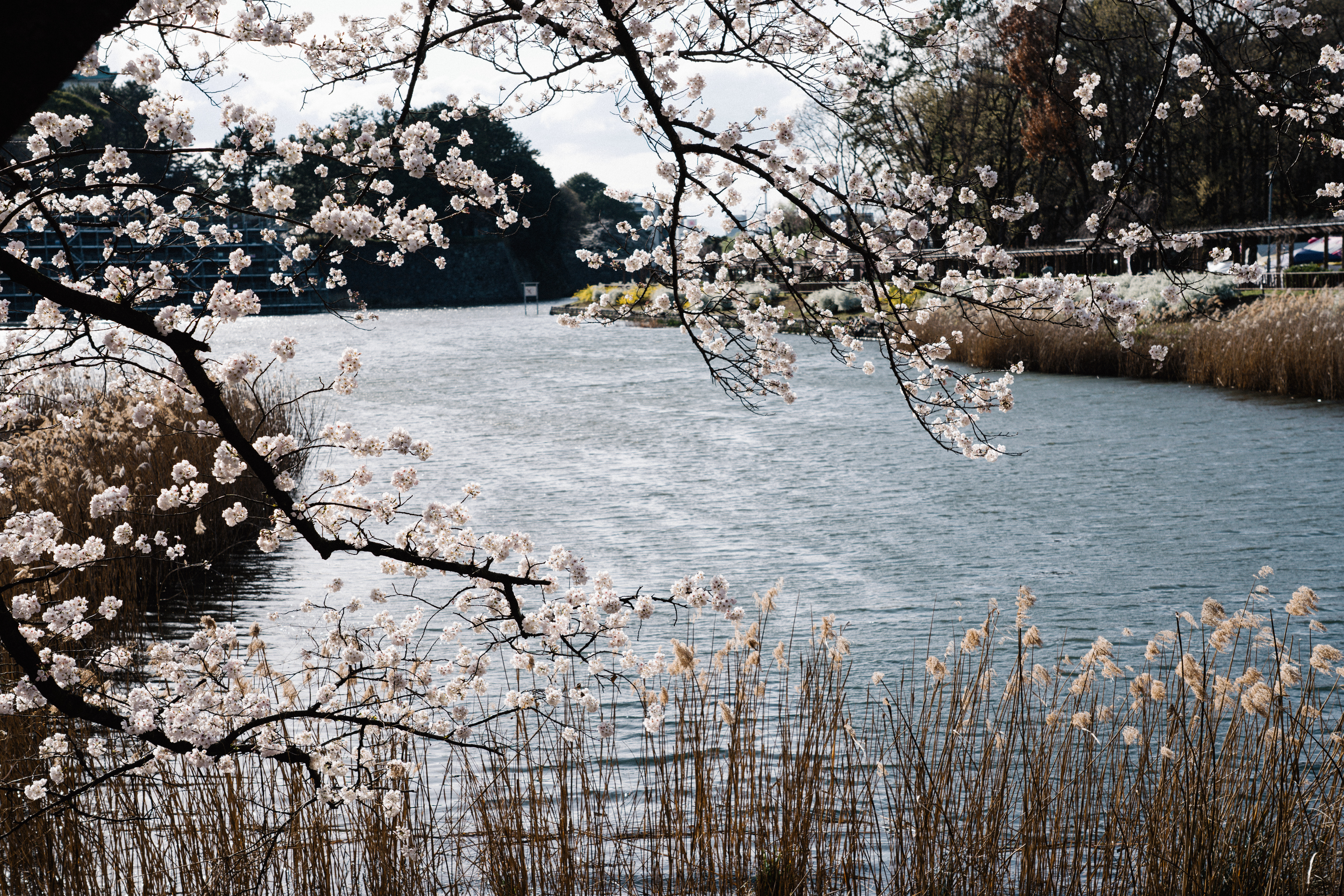 樱花6